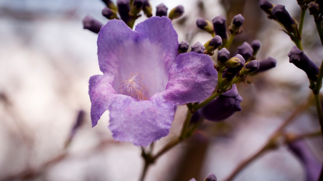 Amethyst Crystals and Jacarandas: A Violet Spring Celebration